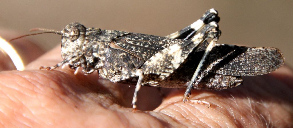 Oedipoda germanica germanica?  S